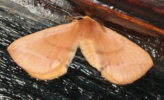 Stenoglene obtusa
