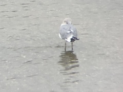 Larus brachyrhynchus