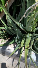 Aloe vera