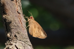 Erionota torus