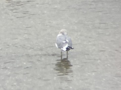 Larus brachyrhynchus