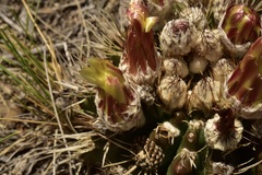 Parodia mammulosa