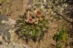 Parodia mammulosa