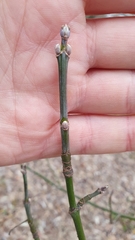 Acer negundo