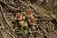 Parodia mammulosa