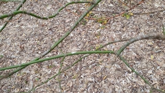 Acer negundo