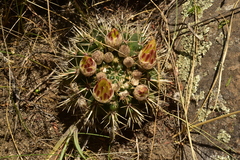 Parodia mammulosa