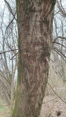 Acer negundo