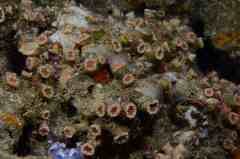 Polycyathus muellerae