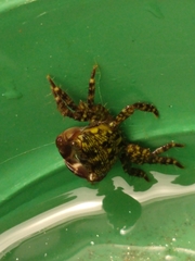 Pachygrapsus transversus