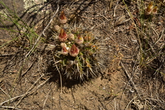 Parodia mammulosa