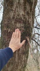 Acer negundo