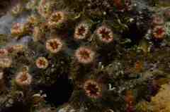 Polycyathus muellerae