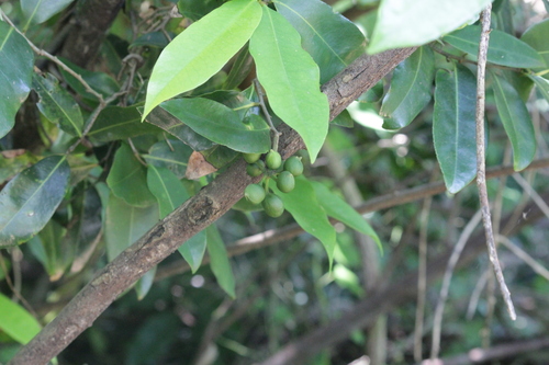 Image of Uvaria afra by (c) Mahomed Desai, some rights reserved (CC BY)