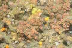 Polycyathus muellerae