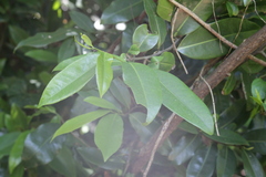 Uvaria caffra