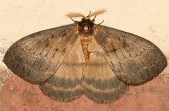 Tantaliana tantalus