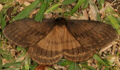 Tantaliana tantalus