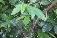 Uvaria caffra