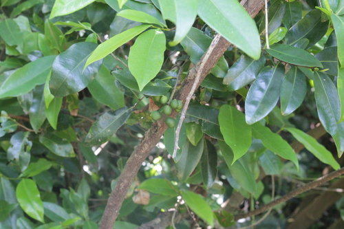 Image of Uvaria afra by (c) Mahomed Desai, some rights reserved (CC BY)