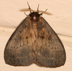 Tantaliana tantalus