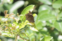 Junonia natalica natalica