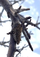 Malacosoma americana