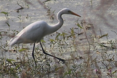 Ardea intermedia