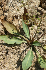 Alisma plantago-aquatica