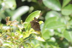 Junonia natalica natalica
