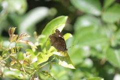Junonia natalica natalica