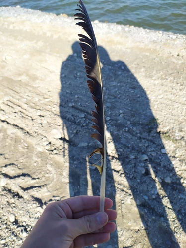 Plume de Pélican blanc