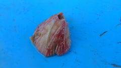 Megabalanus