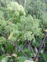 Angelica archangelica litoralis
