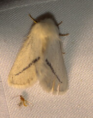 Phiala costipuncta