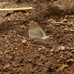 Colotis
