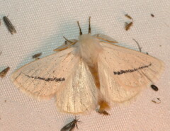 Phiala costipuncta