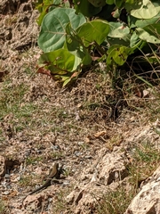 Pholidoscelis exsul