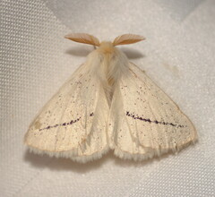 Phiala costipuncta