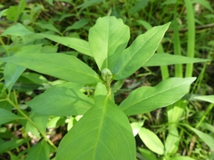 Dasineura lysimachiae