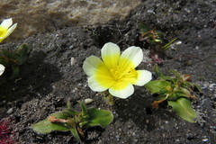 Moraea luteoalba