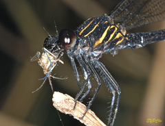 Euphaea decorata
