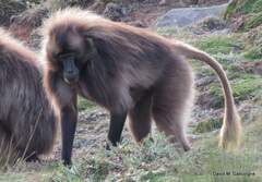 Theropithecus gelada