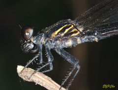 Euphaea decorata