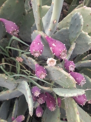 Opuntia anahuacensis