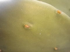 Opuntia anahuacensis