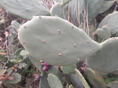 Opuntia anahuacensis