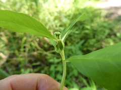 Dasineura lysimachiae