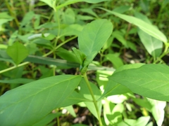 Dasineura lysimachiae