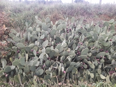 Opuntia anahuacensis